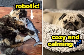 a reviewer's cat with a robotic fish toy; a reviewer's pug in an anti-anxiety bed