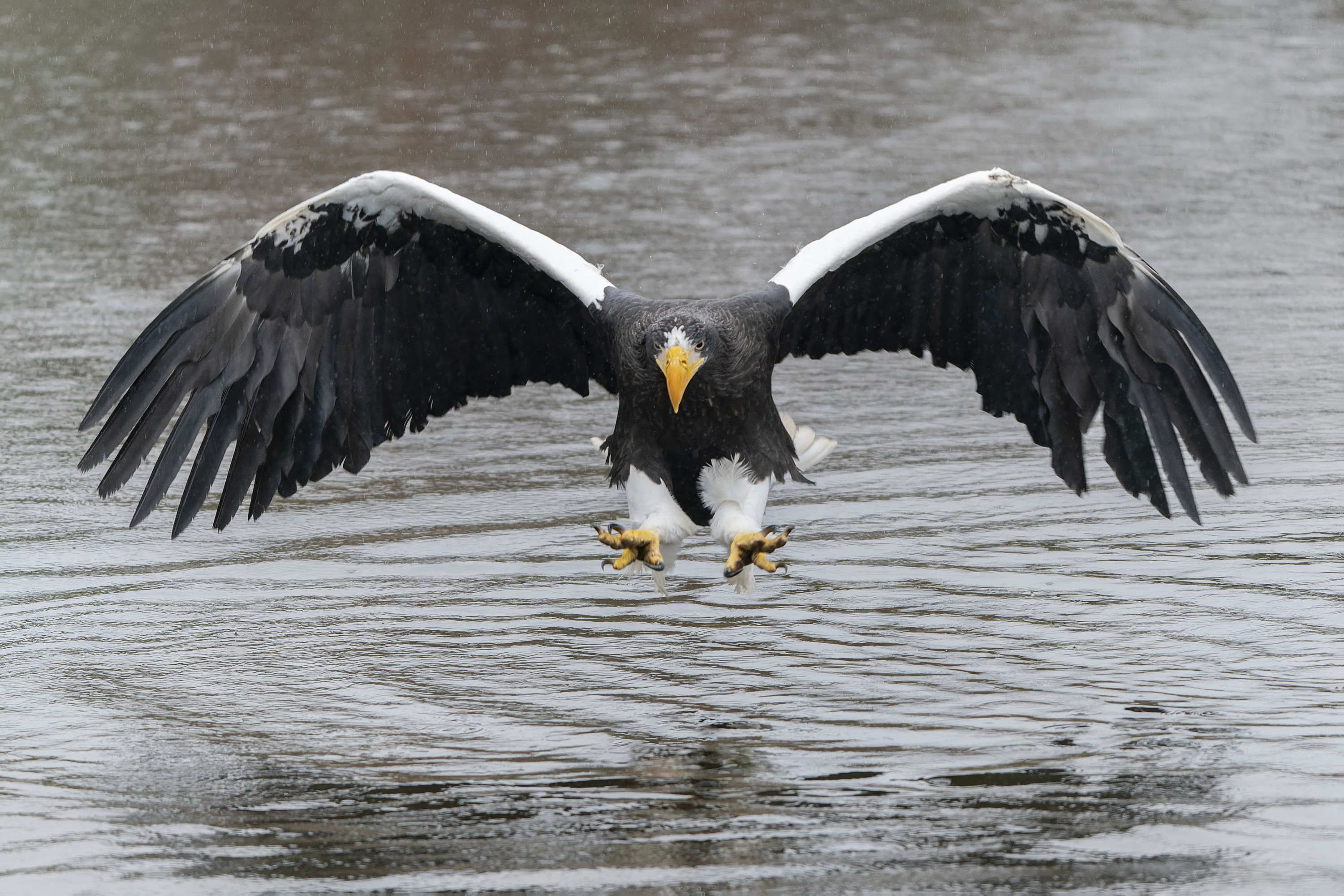 Steller&#x27;s sea eagle flying over the water.