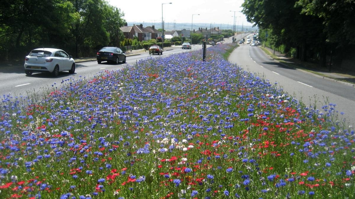street lined with colorful wildflowers