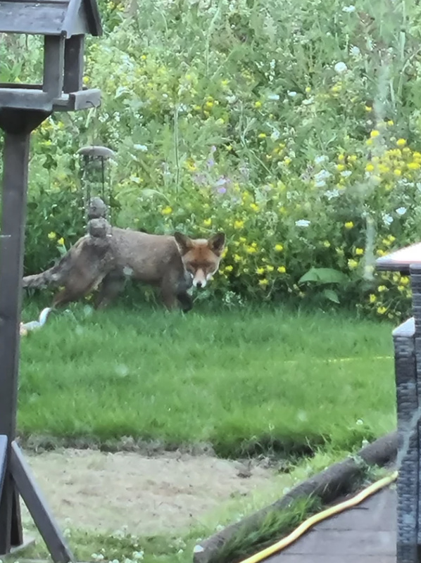 a fox in a backyard
