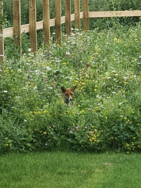 fox in the middle of tall flowers