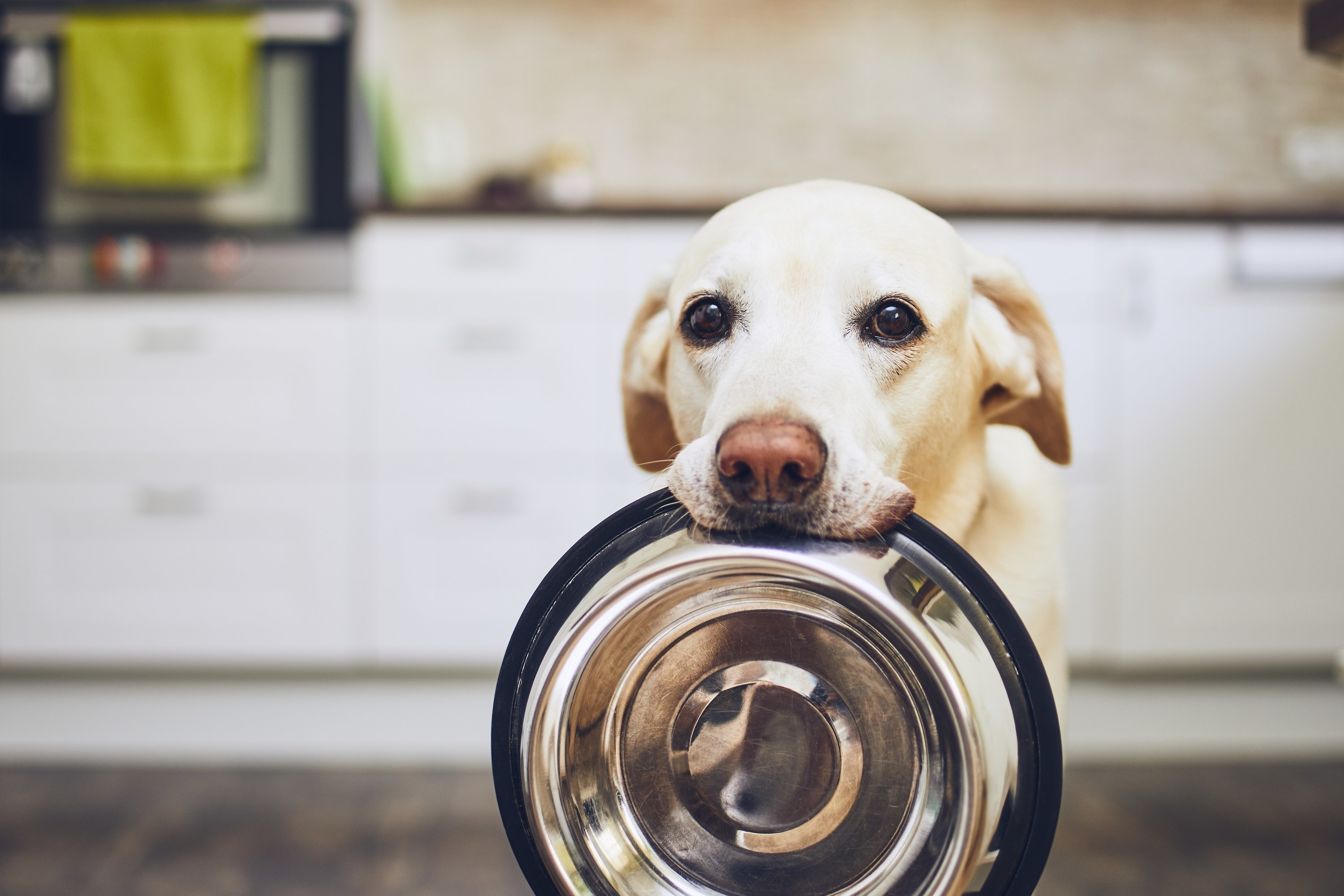 hungry dog holding a bowl in their mouth