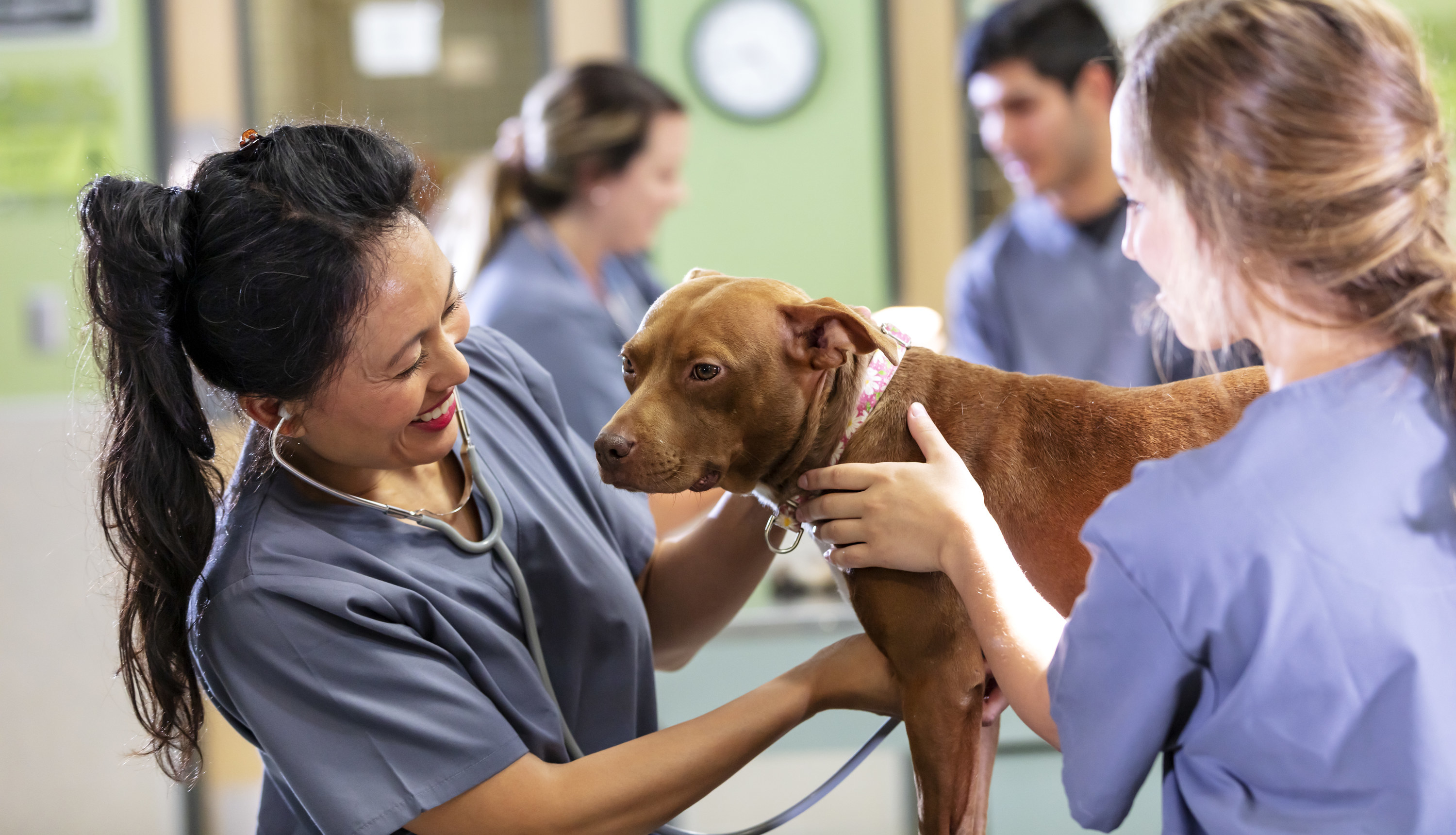 a veterinarian and vet tech examining a dog