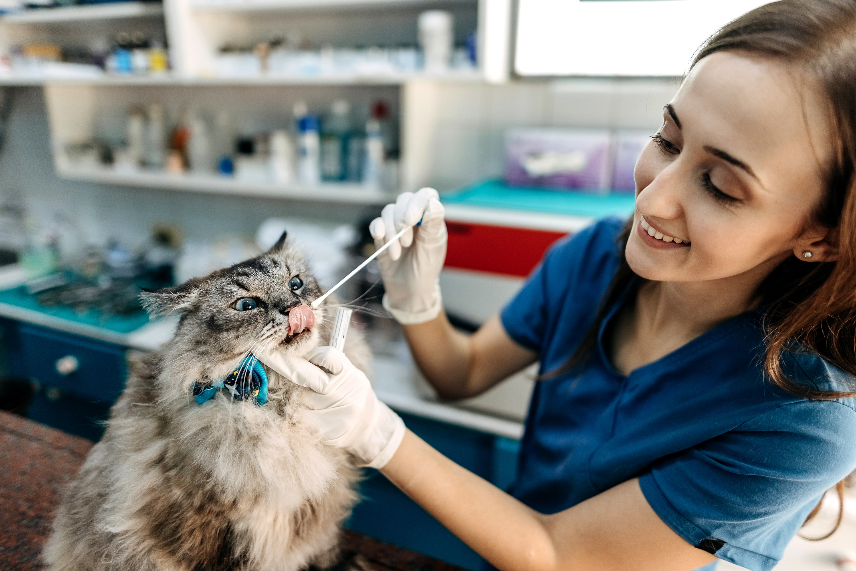 Young veterinarian examines a domestic cat in a veterinary clinic