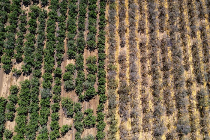 dried out crops