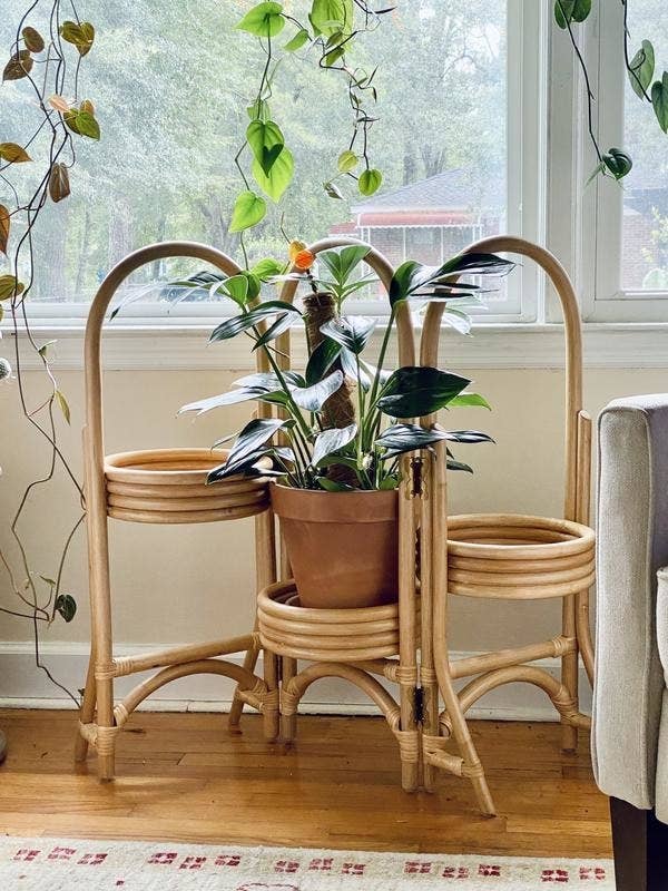 The plant stand