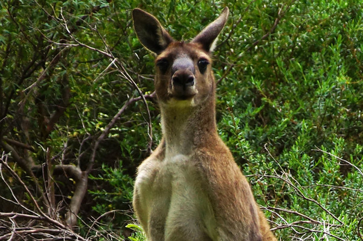 飼っていたカンガルーに襲われ 77歳男性が死亡 オーストラリア
