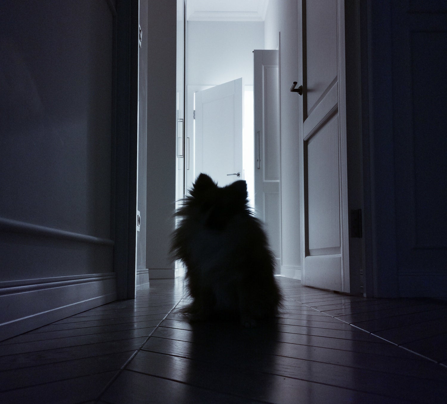 a dog sitting up in a hallway