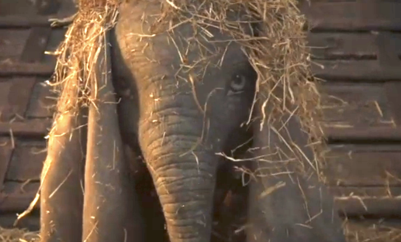 a baby elephant peeking out