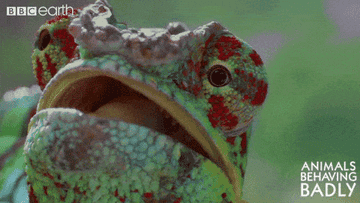 Close-up of a lizard looking confused