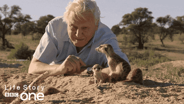David Attenborough with meerkats