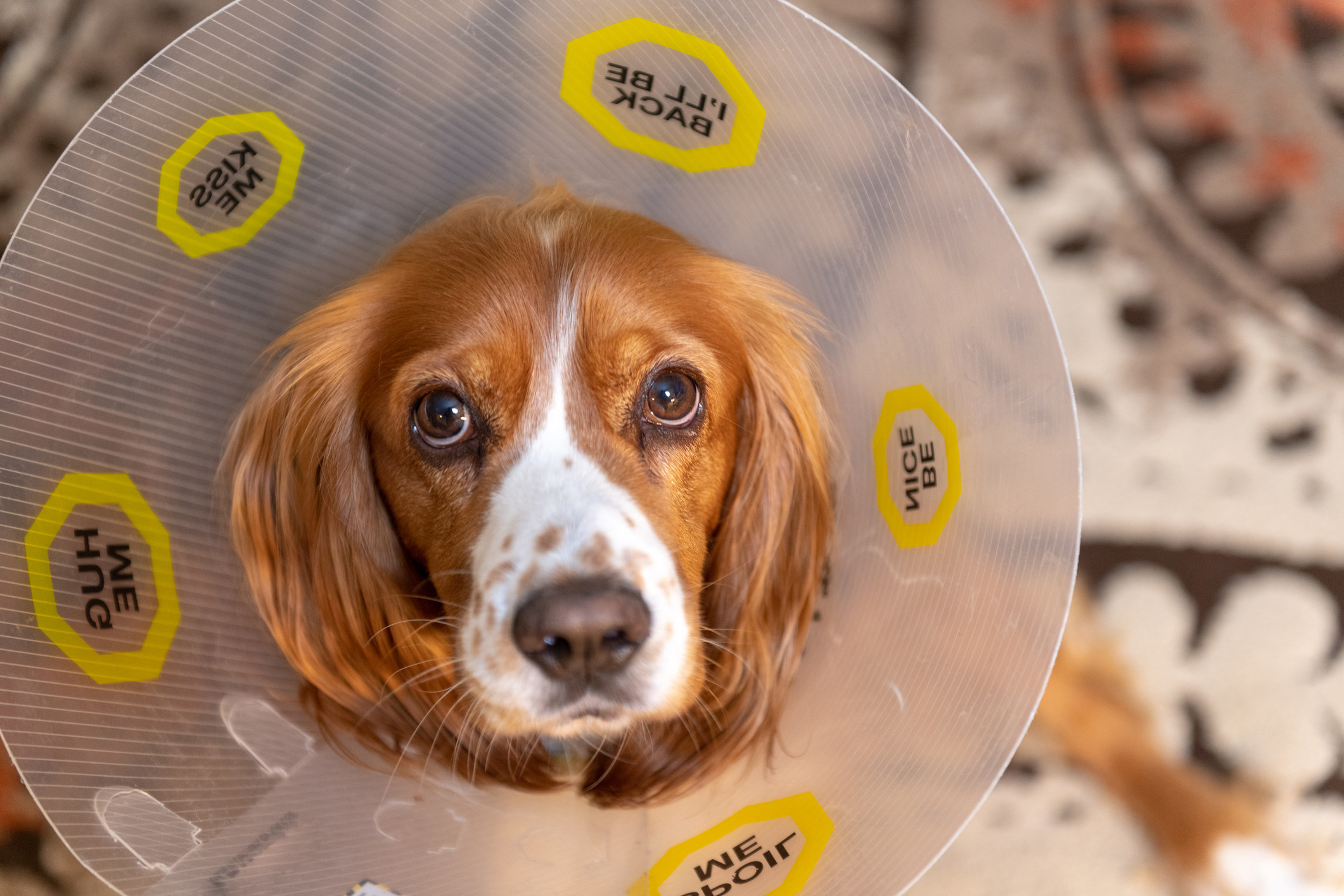 A sad dog wearing a cone