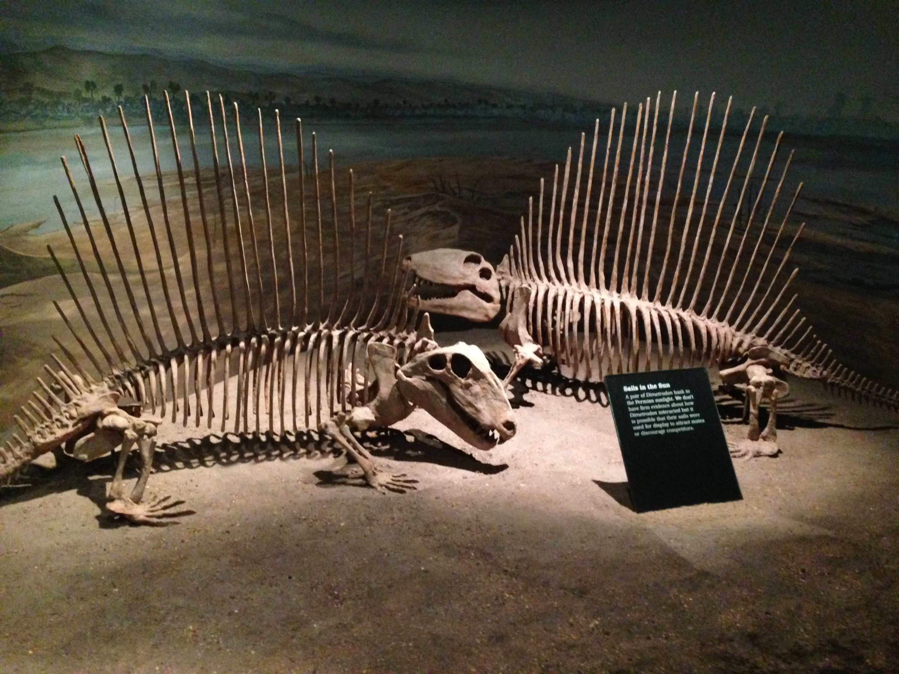 Dinosaur fossils at a museum