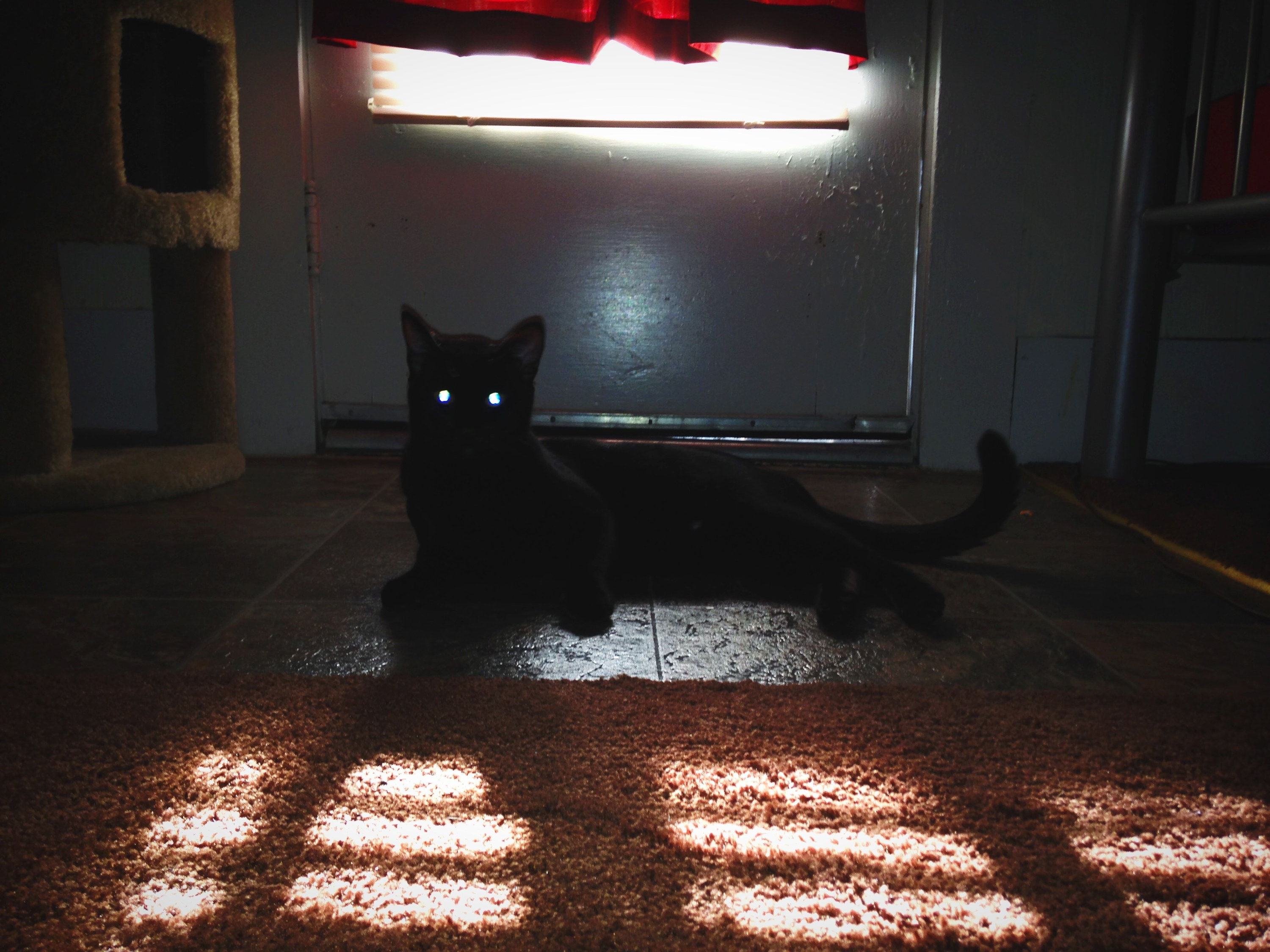 a cat sitting in the dark