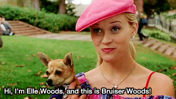 Reese Witherspoon saying, &quot;Hi, I&#x27;m Elle Woods, and this is Bruiser Woods&quot;