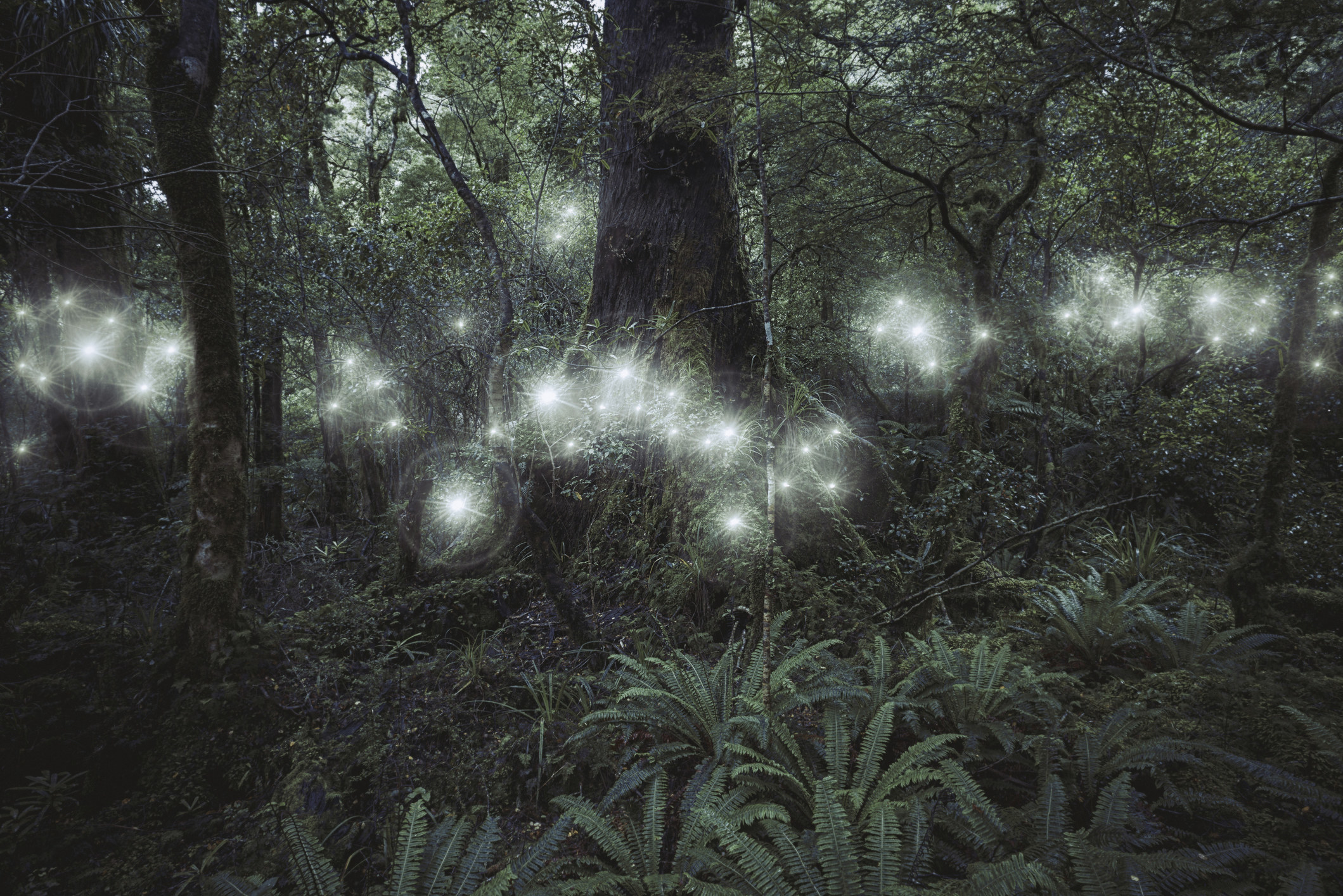 orbs of light among trees