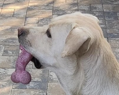 The dog with its toy looks like its holding a penis in its mouth