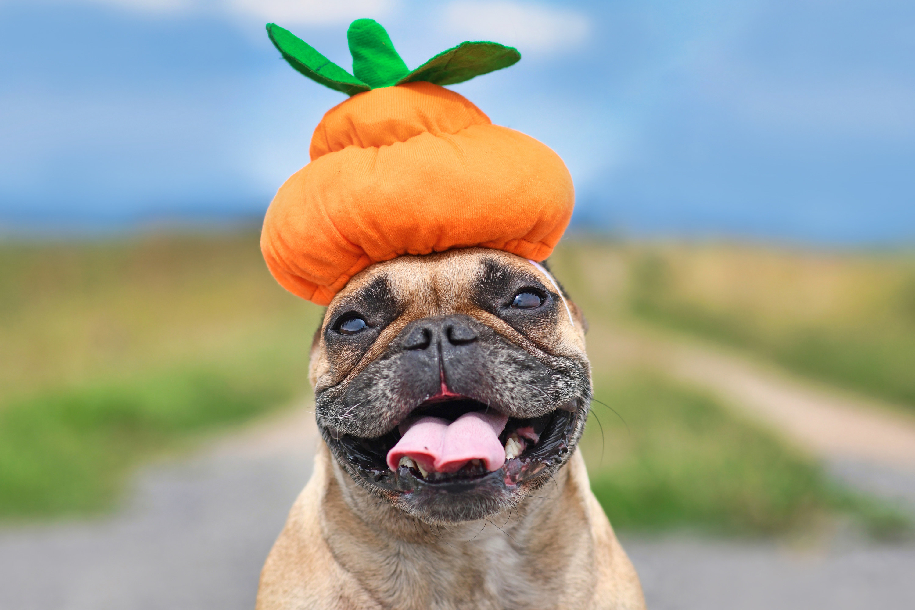dog wearing a pumpkin hat