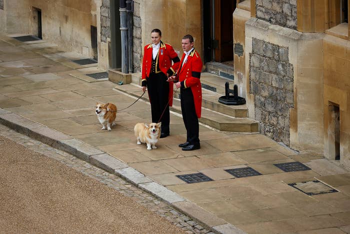 Corgis wait with two handlers