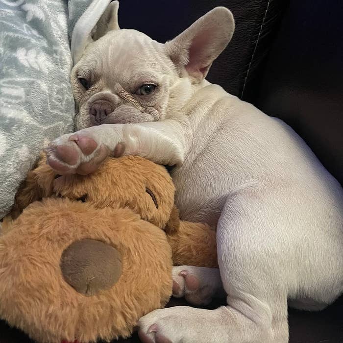 A dog laying on the snuggle puppy