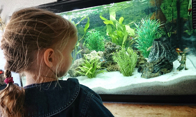 a child looking at a fish tank