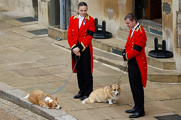 Corgis wait with two handlers
