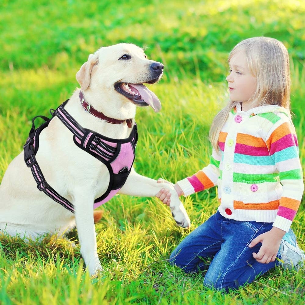 A lab with the harness on and a little kid beside the dog holding its paw