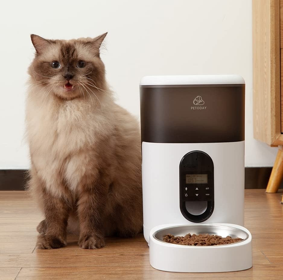 A cat beside the feeder