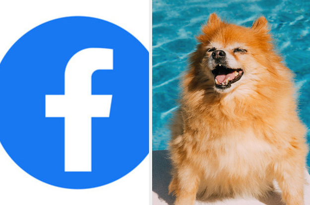 Be A Dog For 24 Hours And I'll Reveal If You're More Like Facebook Or Instagram