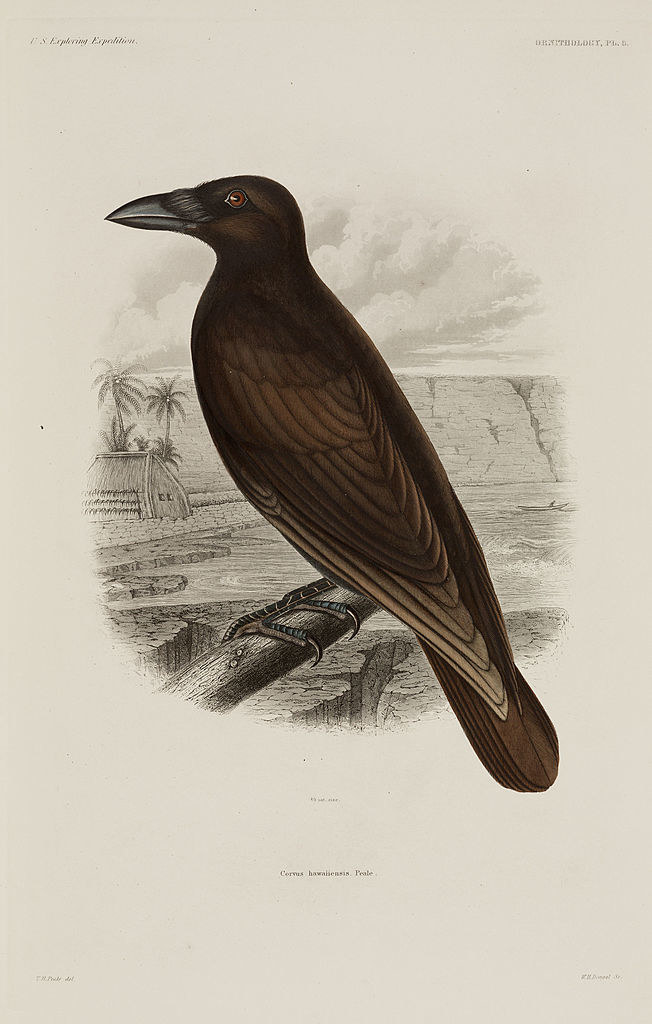 an illustration of a crow