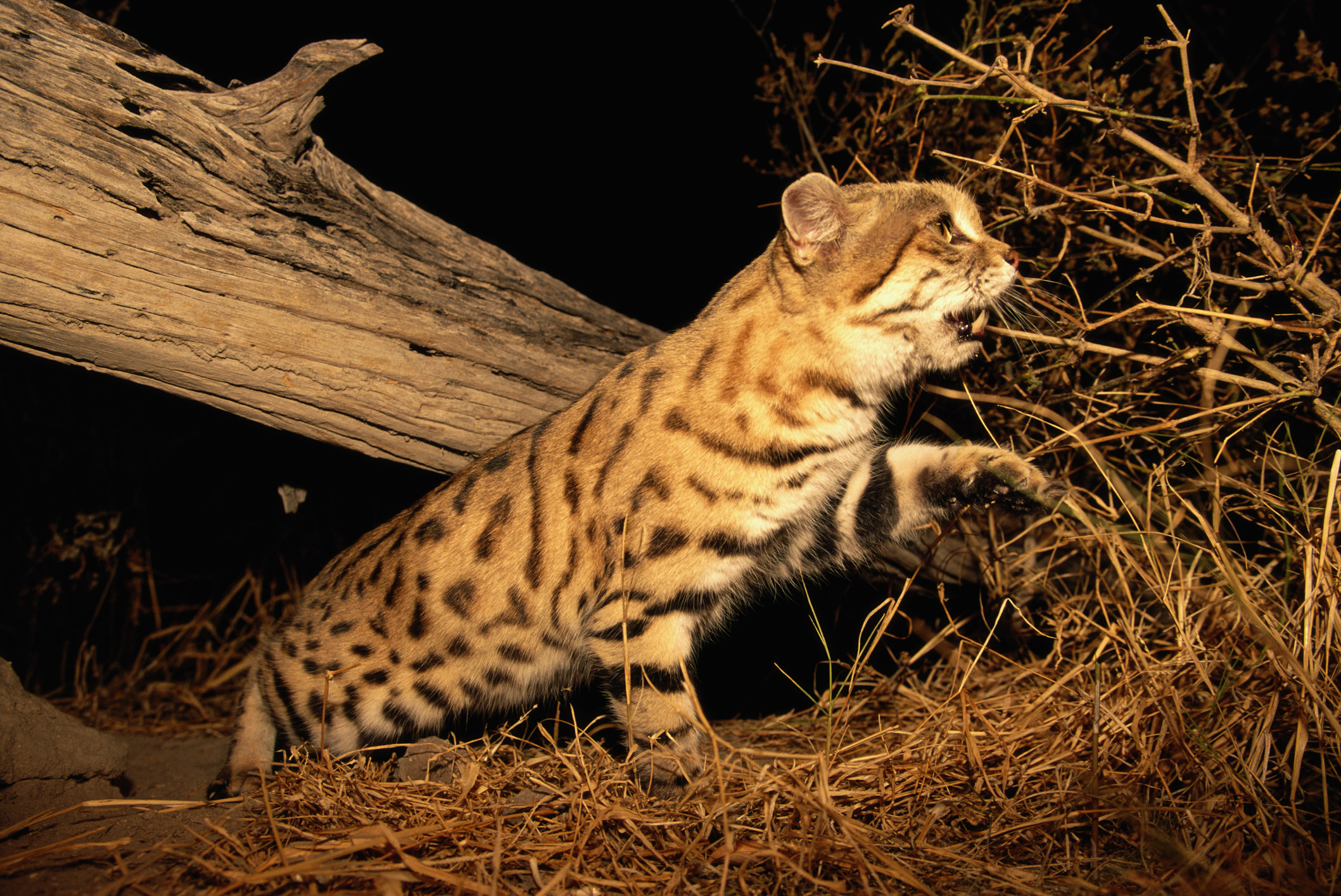 black-footed cat under a log