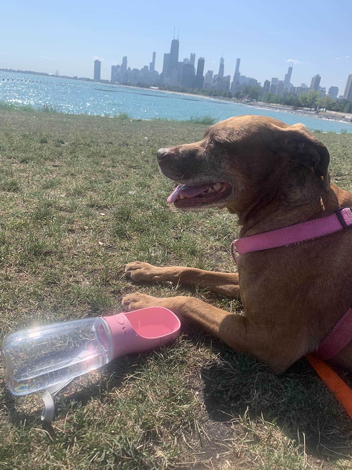 a reviewer photo of a dog next to the bottle