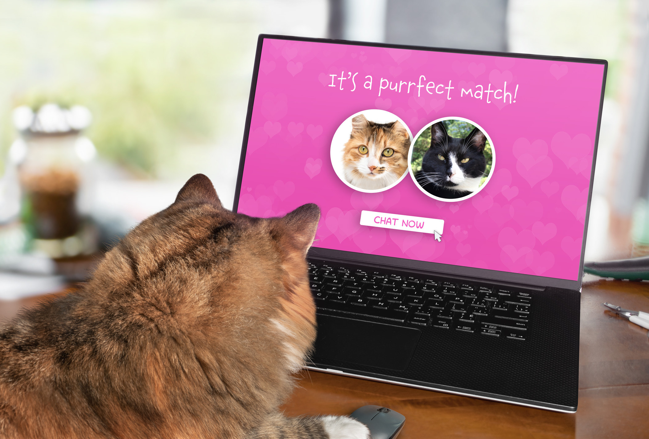 Cat looking at a laptop with a screen with &quot;It&#x27;s a purrfect match!&quot; and photos of two cats