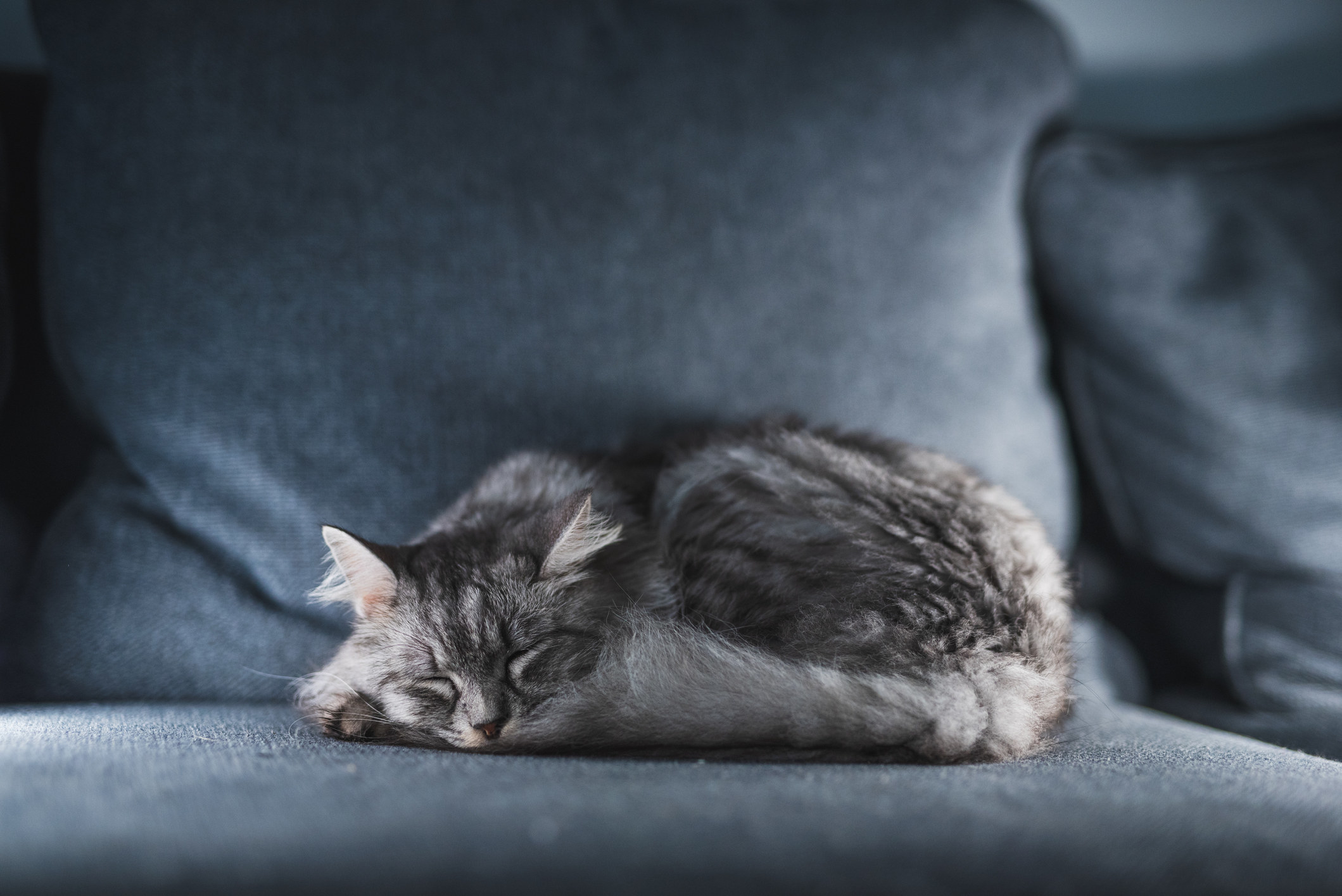 a cat sleeping on a couch