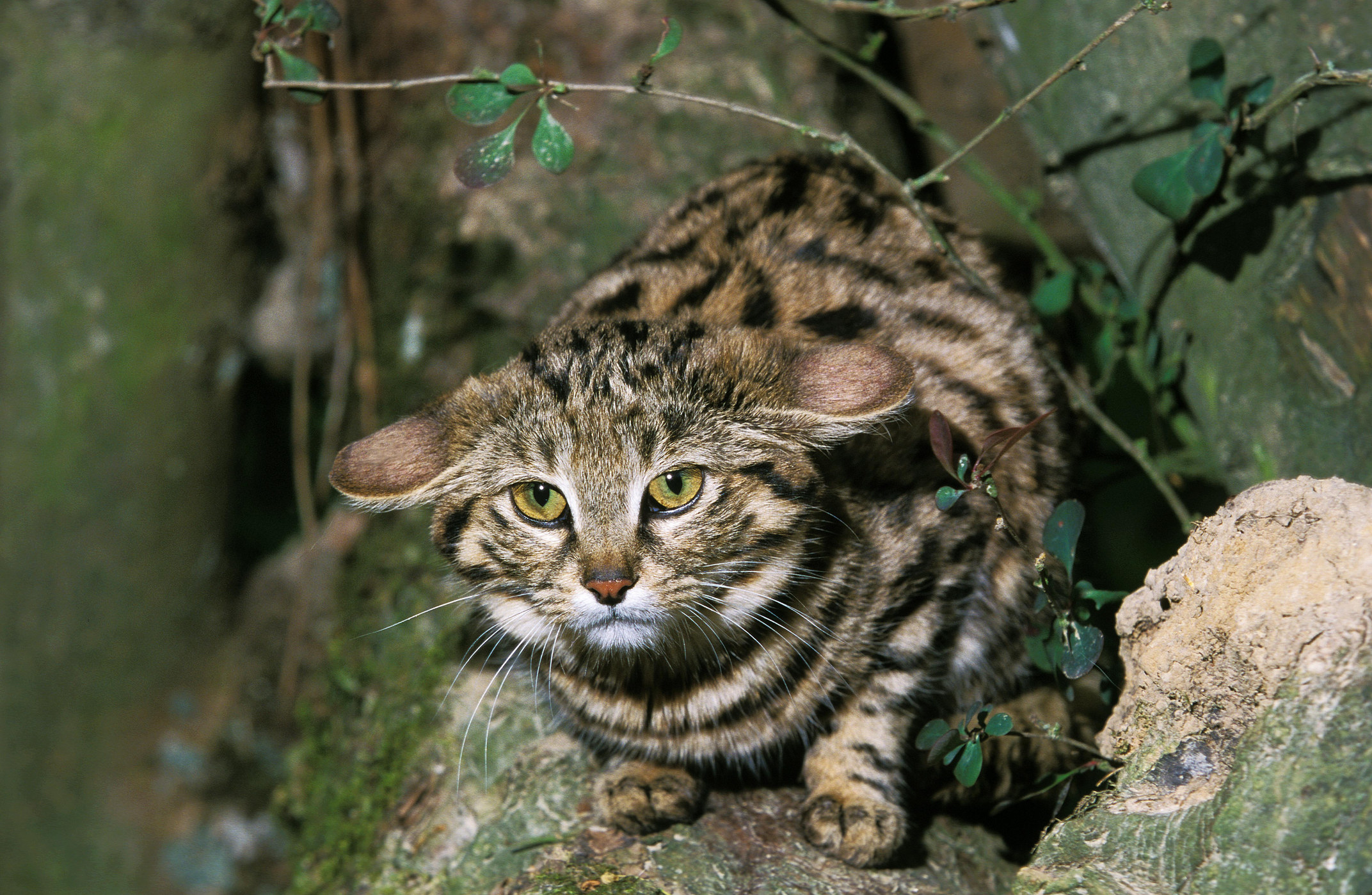 black-footed cat
