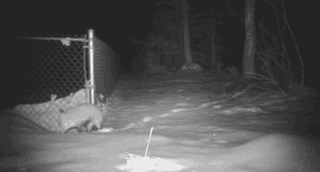 a fox walking stealthily away from a yard