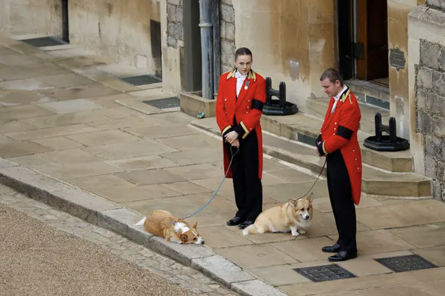 Two people in bright red long coats hold the leashes of two sleepy chubby corgis