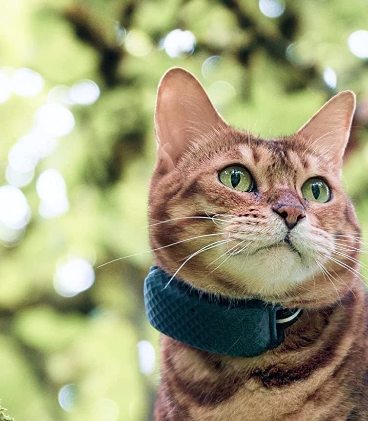 A cat outside with the GPS tracker around its neck
