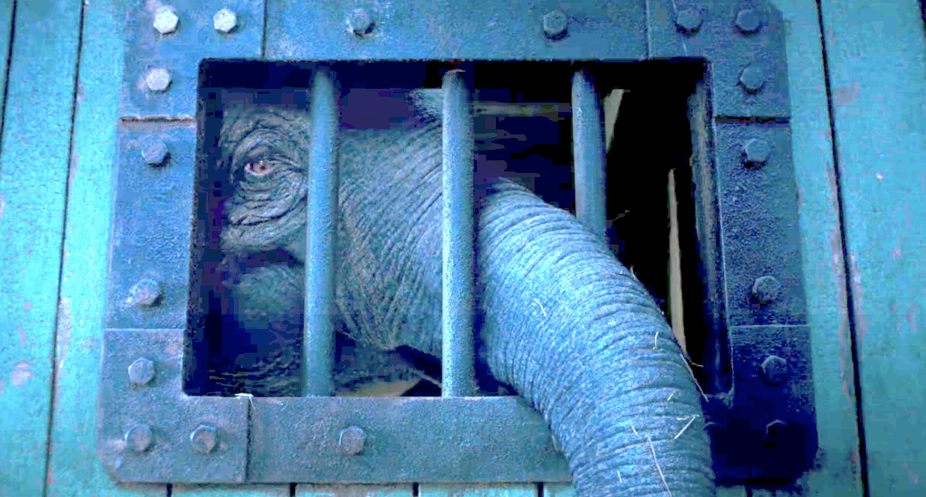 the cage with Dumbo&#x27;s mom&#x27;s trunk coming out of it