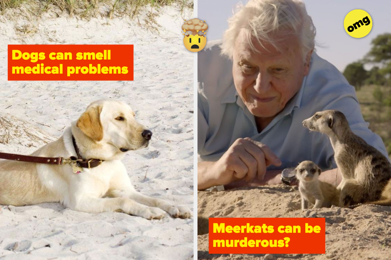 10 Animal Facts That'll Probably Make You Go "Awww", And 9 That Might