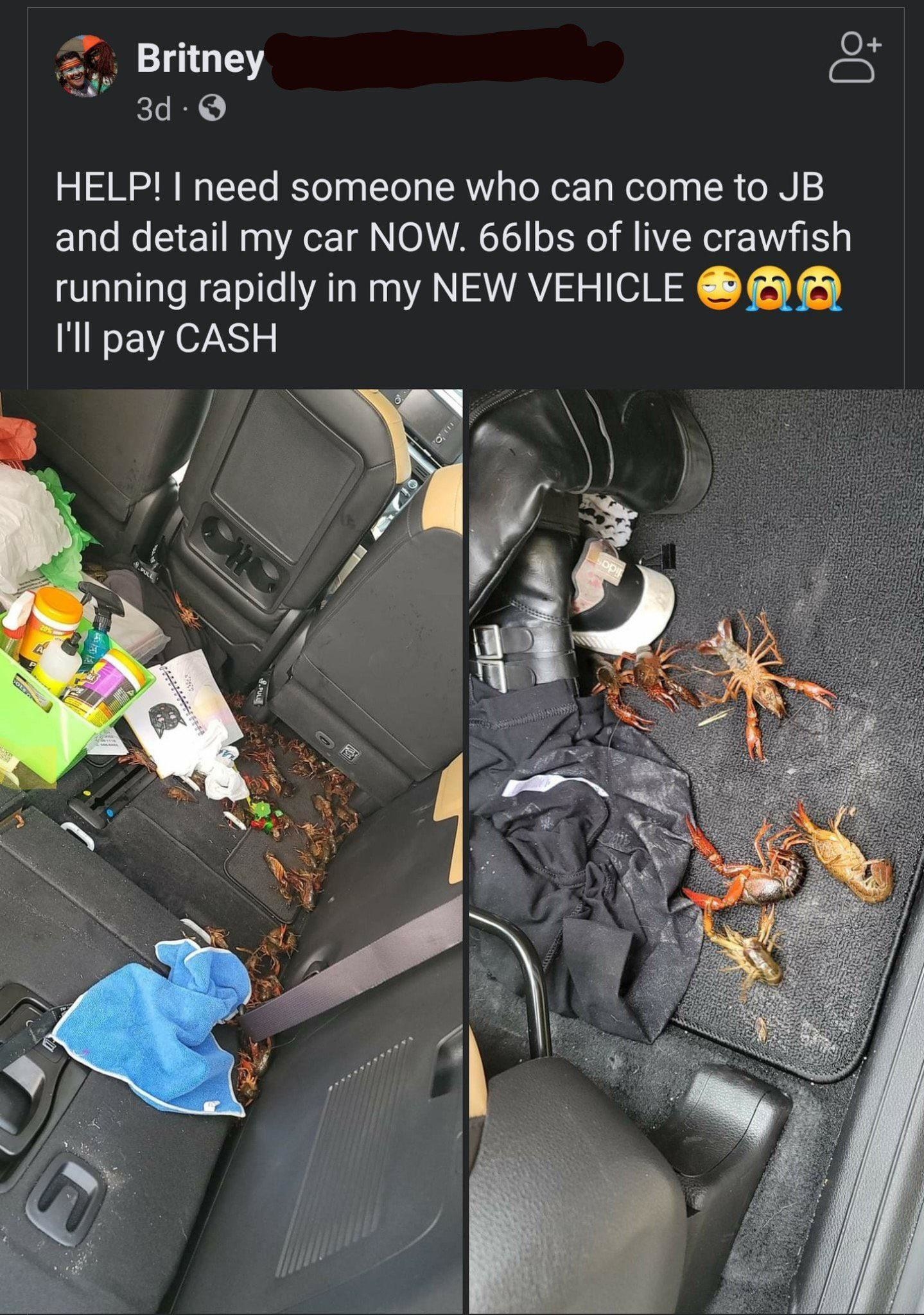 person who spilled crawdads all over their car