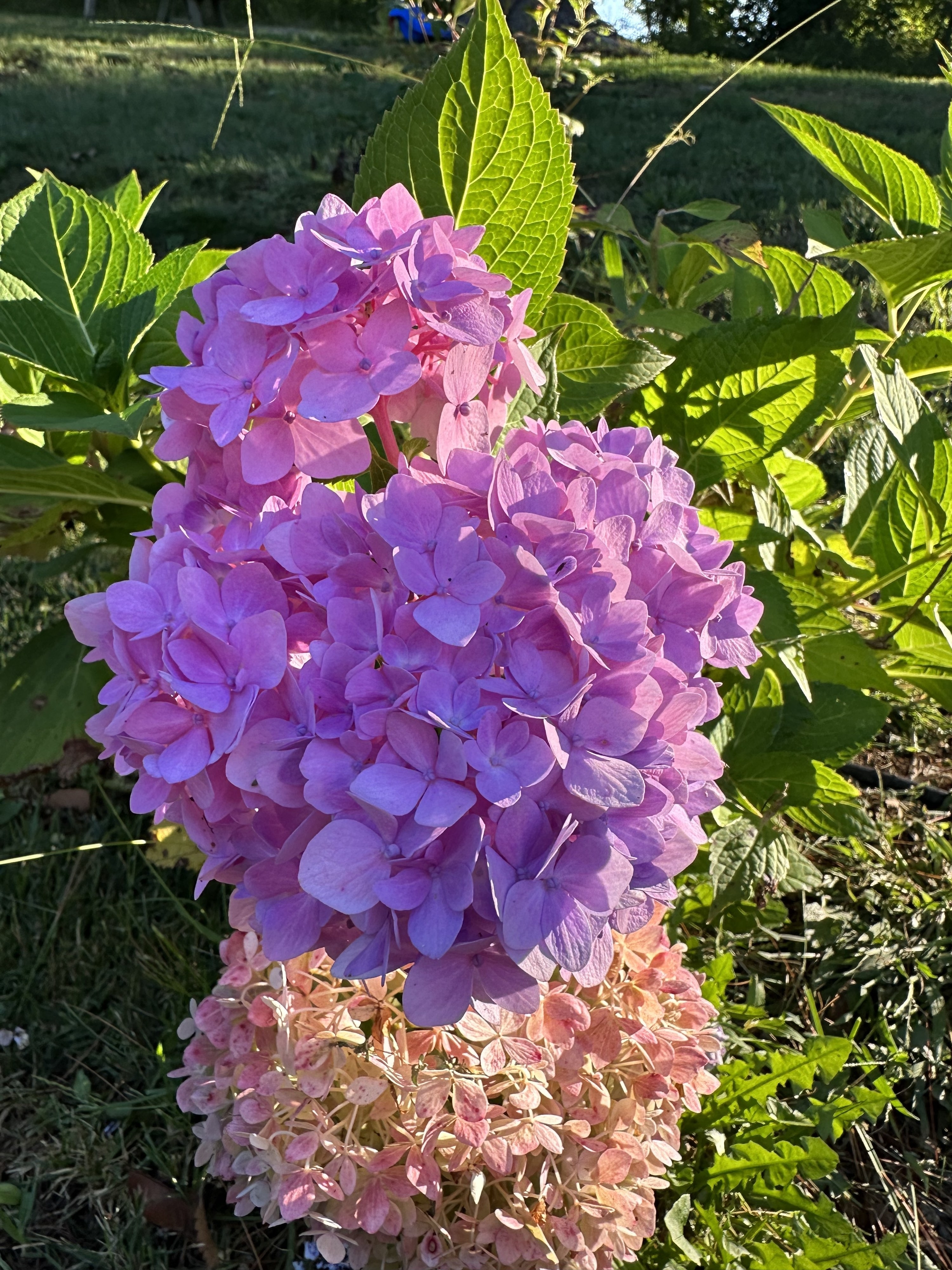 一朵粉红色的花。