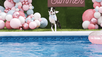 A GIF of a dog shaking water off and a dog by a sign that says &quot;Hot Dog summer&quot;