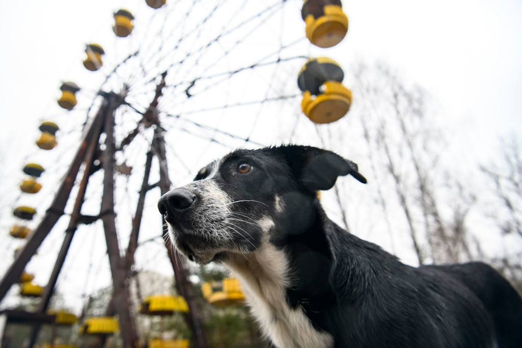 A dog with a Ferris wheel in the background