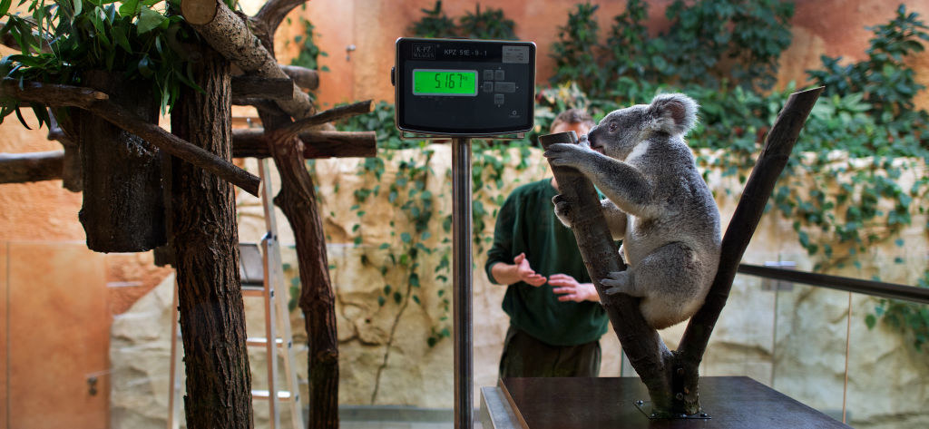 a koala clinging to a branch and both being weighed on a scale