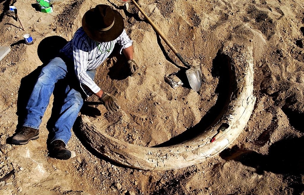 a man excavating a woolly mammoth tusk