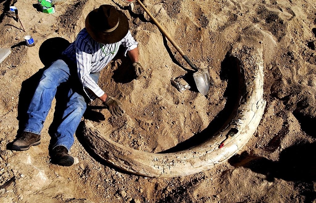 A man excavating a woolly mammoth tusk