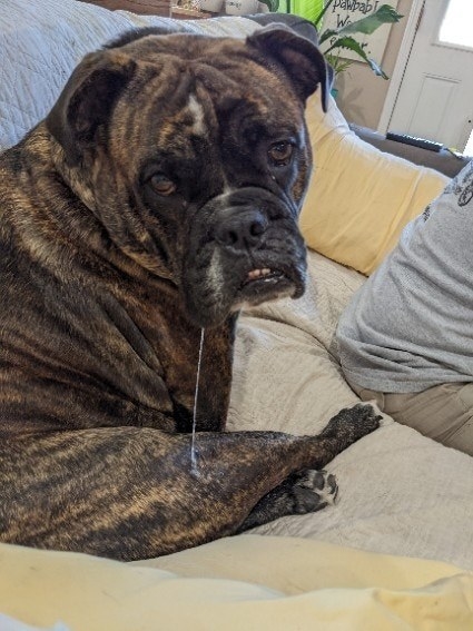 image of a dog laying on a sofa