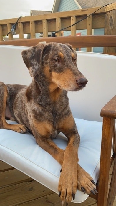 image of a dog sitting on a chair with their paws crossed