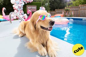 A dog sits by the pool in sunglasses